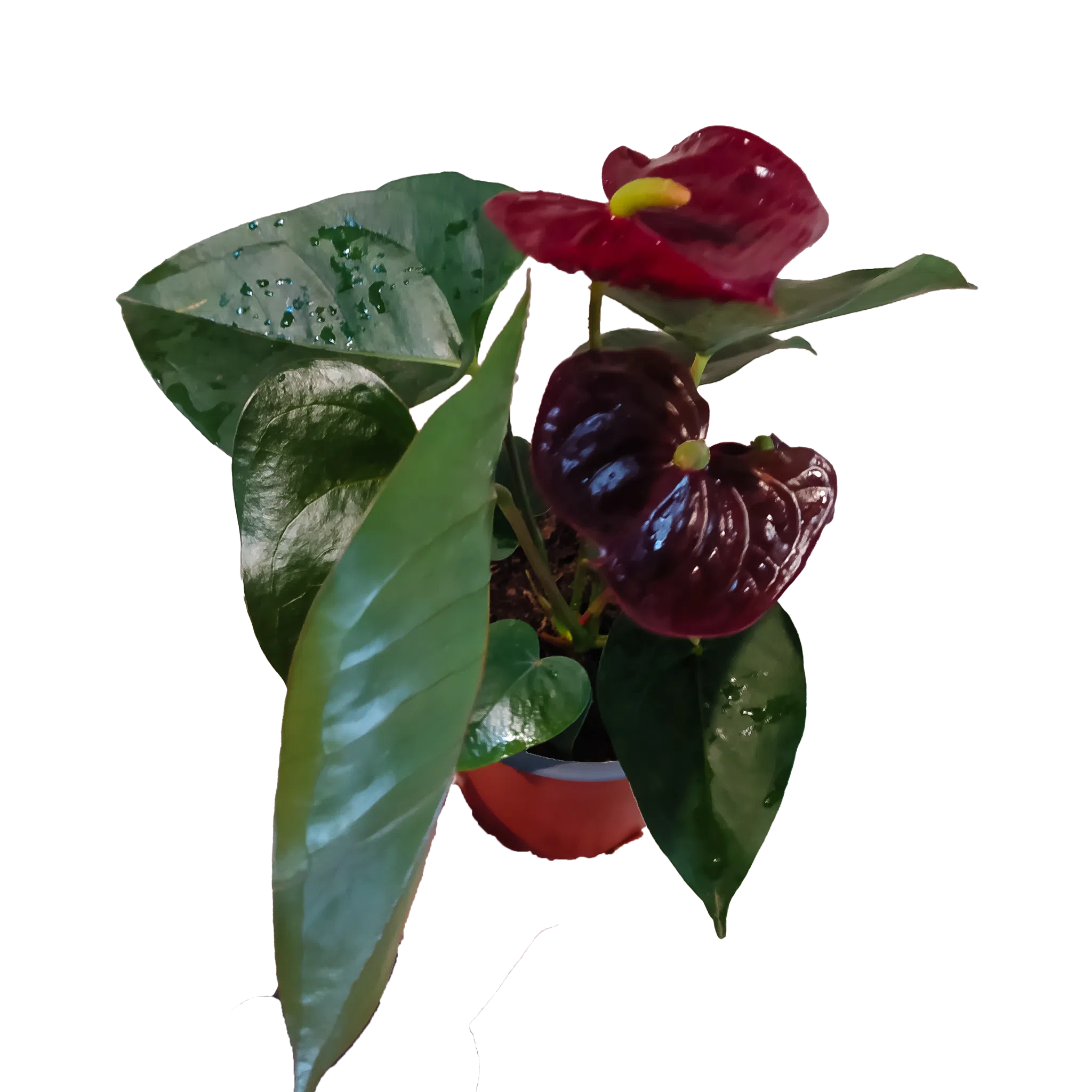 Anturio chocolate | 36cms.