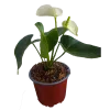Anturio blanco | 36cms.