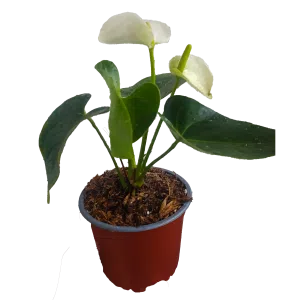 Anturio blanco | 36cms.