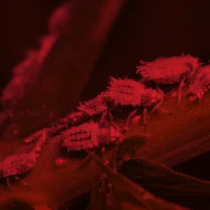Eliminación de plagas - Infestación SEVERA