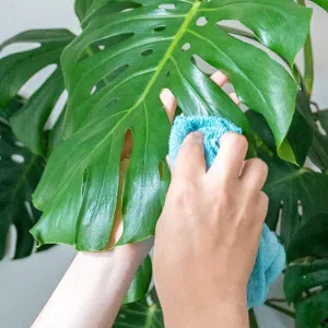 Limpieza de hojas de plantas de interior