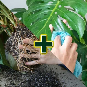 Trasplante + Limpieza de hojas