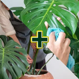 Tratamiento + Limpieza de hojas