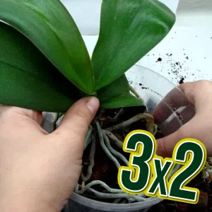 3x2 en Mantenimiento para orquídeas, anturios y plantas ornamentales