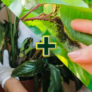 Tratamiento de plantas + Eliminación de plagas