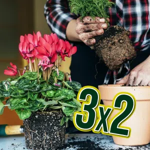 3x2 en Trasplantes de plantas de interior o exterior