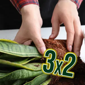 3x2 en Tratamientos para plantas