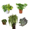 Pack de 5 plantas colgantes | 30cms.