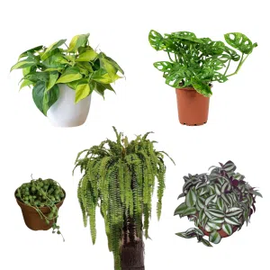 Pack de 5 plantas colgantes | 30cms.