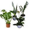 Pack elegancia: 4 hermosas plantas de interior | 70cms.