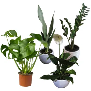 Pack elegancia: 4 hermosas plantas de interior | 70cms.