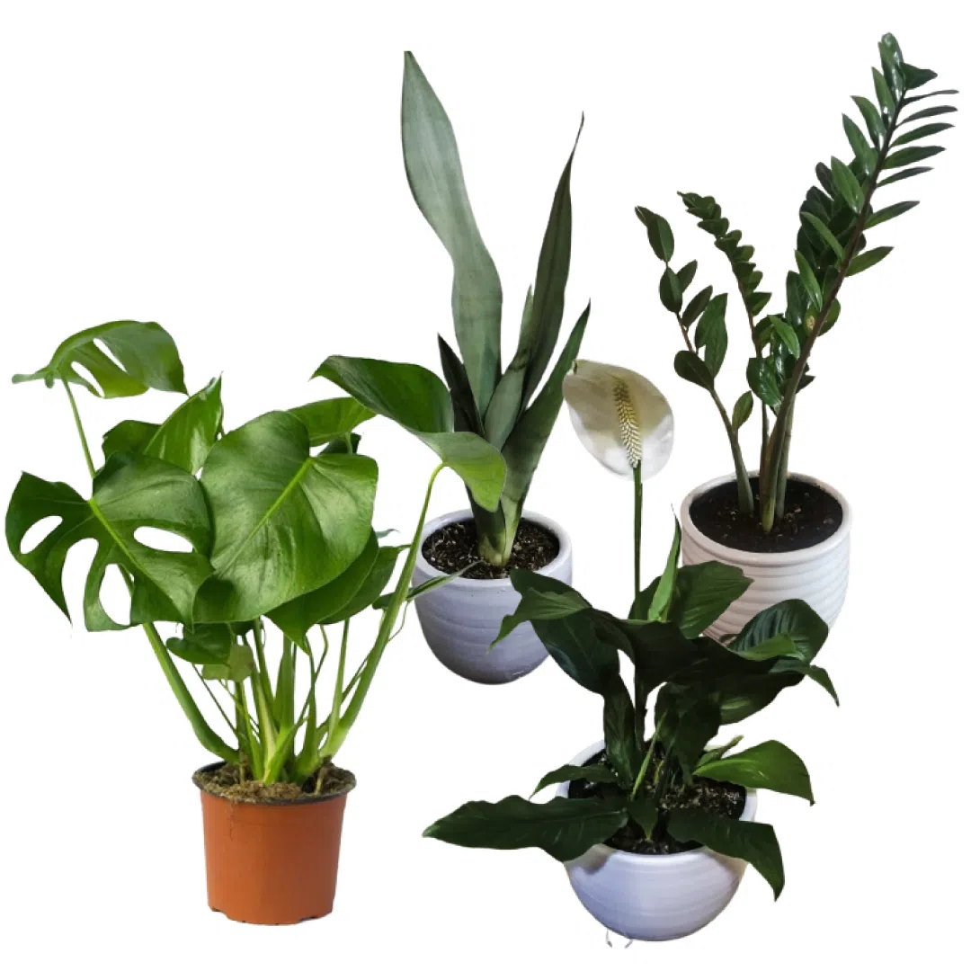 Pack elegancia: 4 hermosas plantas de interior | 70cms.