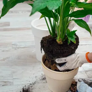 Trasplante o instalación de plantas
