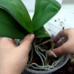 Tratamiento y mantenimiento para orquídeas, anturios y plantas ornamentales