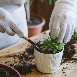 Tratamiento para cactus y suculentas