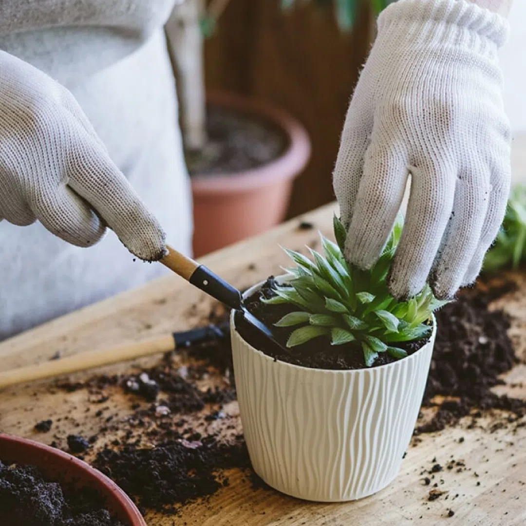 Tratamiento para cactus y suculentas