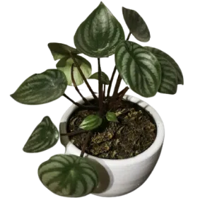 Peperomia argyreia o "Corazón de sandía" | 22cms.