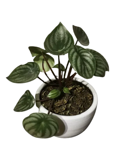 Peperomia argyreia o "Corazón de sandía" | 22cms.