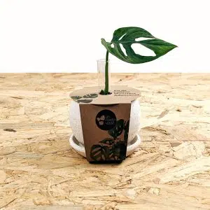 Kit de Cultivo de Plantas Monstera Adansonii | 13 cm