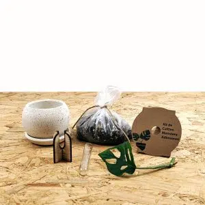 Alternative view of Kit de Cultivo de Plantas Monstera Adansonii | 13 cm