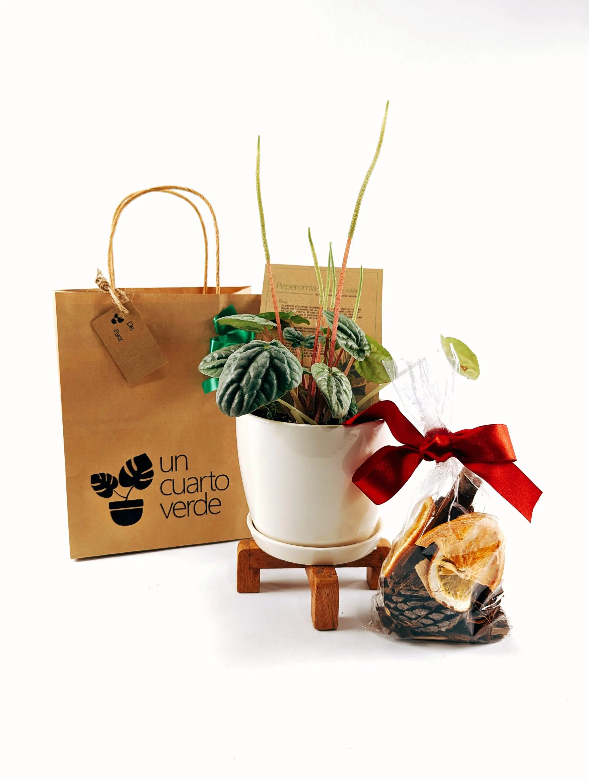Regalo Navideño Planta Peperomia Caperata + parante madera + Maceta + popurri | 20-35cm