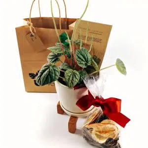 Alternative view of Regalo Navideño Planta Peperomia Caperata + parante madera + Maceta + popurri | 20-35cm