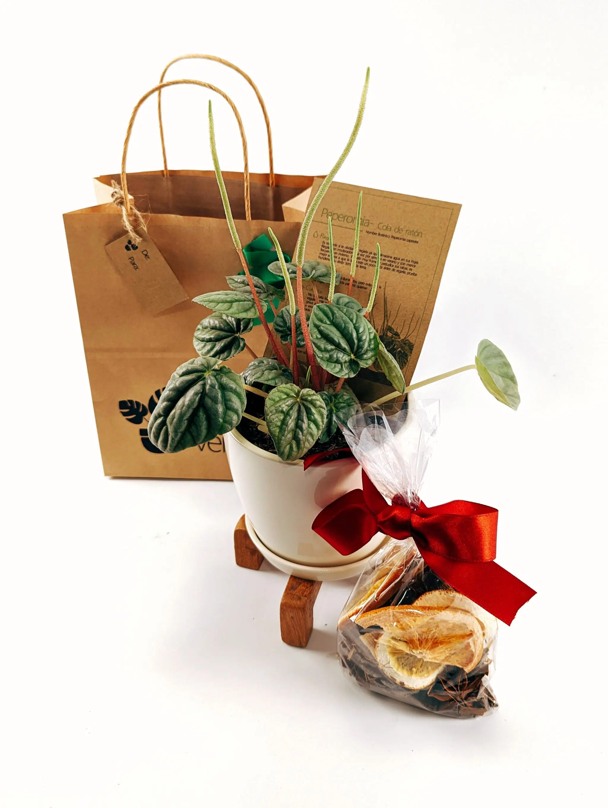 Regalo Navideño Planta Peperomia Caperata + parante madera + Maceta + popurri | 20-35cm - Imagen 2