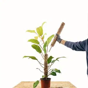 Tutor de musgo Apilable (parante) | 55cm