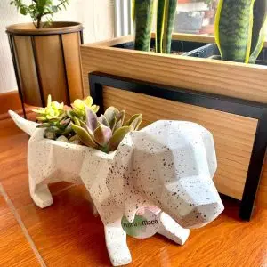 Suculenta + Maceta Pet Friendly Salchicha | 24cm
