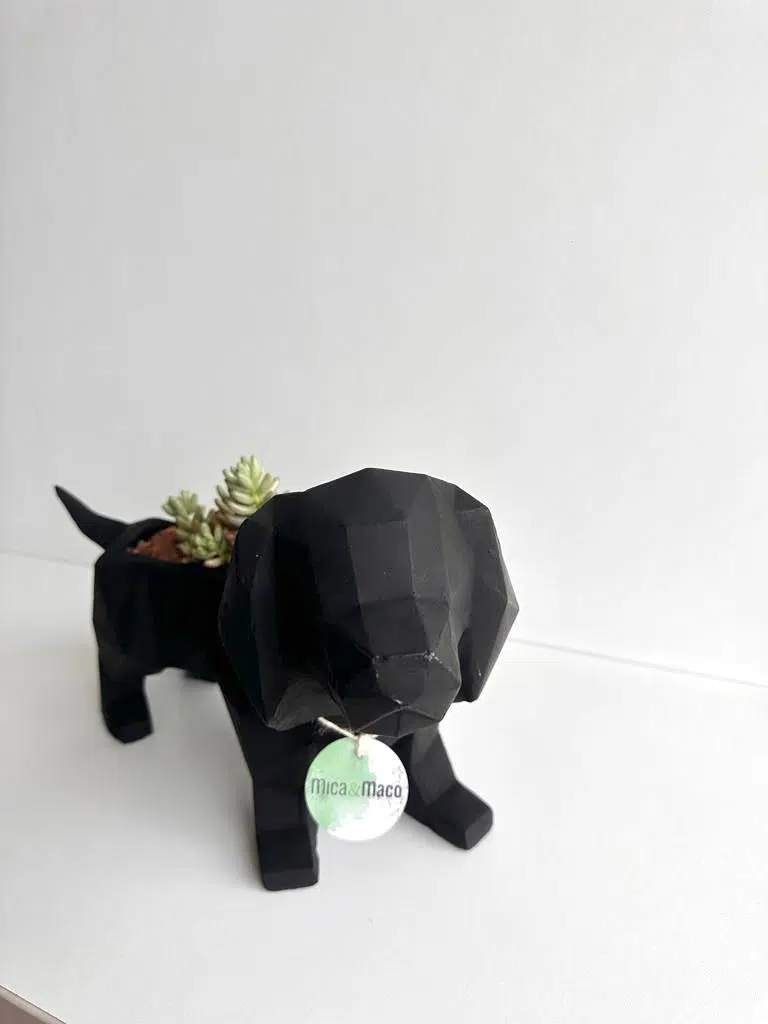 Suculenta + Maceta Pet Friendly Salchicha | 24cm - Imagen 4