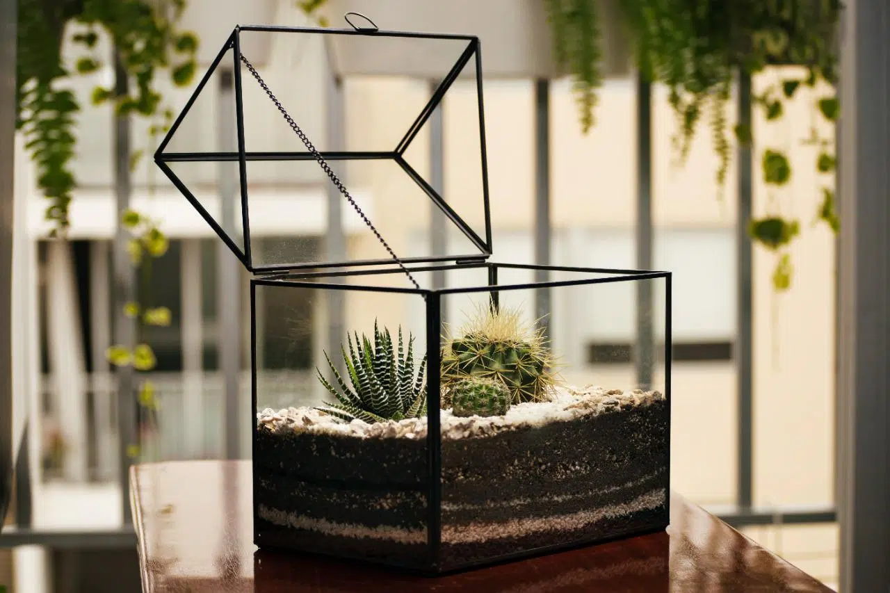 Terrario Tropical Greenhouse | 26 cm - Imagen 5