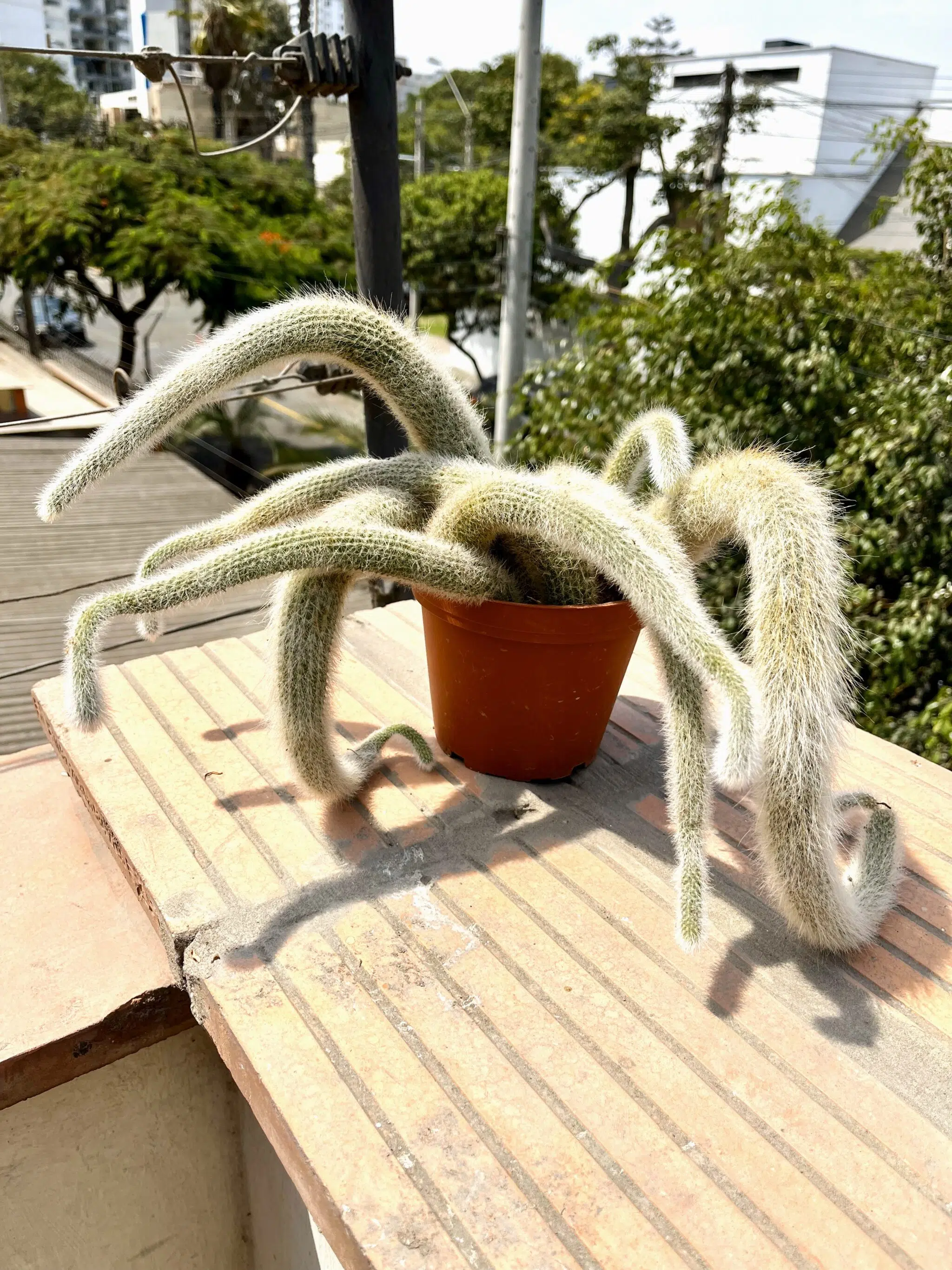 Planta Suculenta Cola de Mono + Maceta de plástico | 25 cm