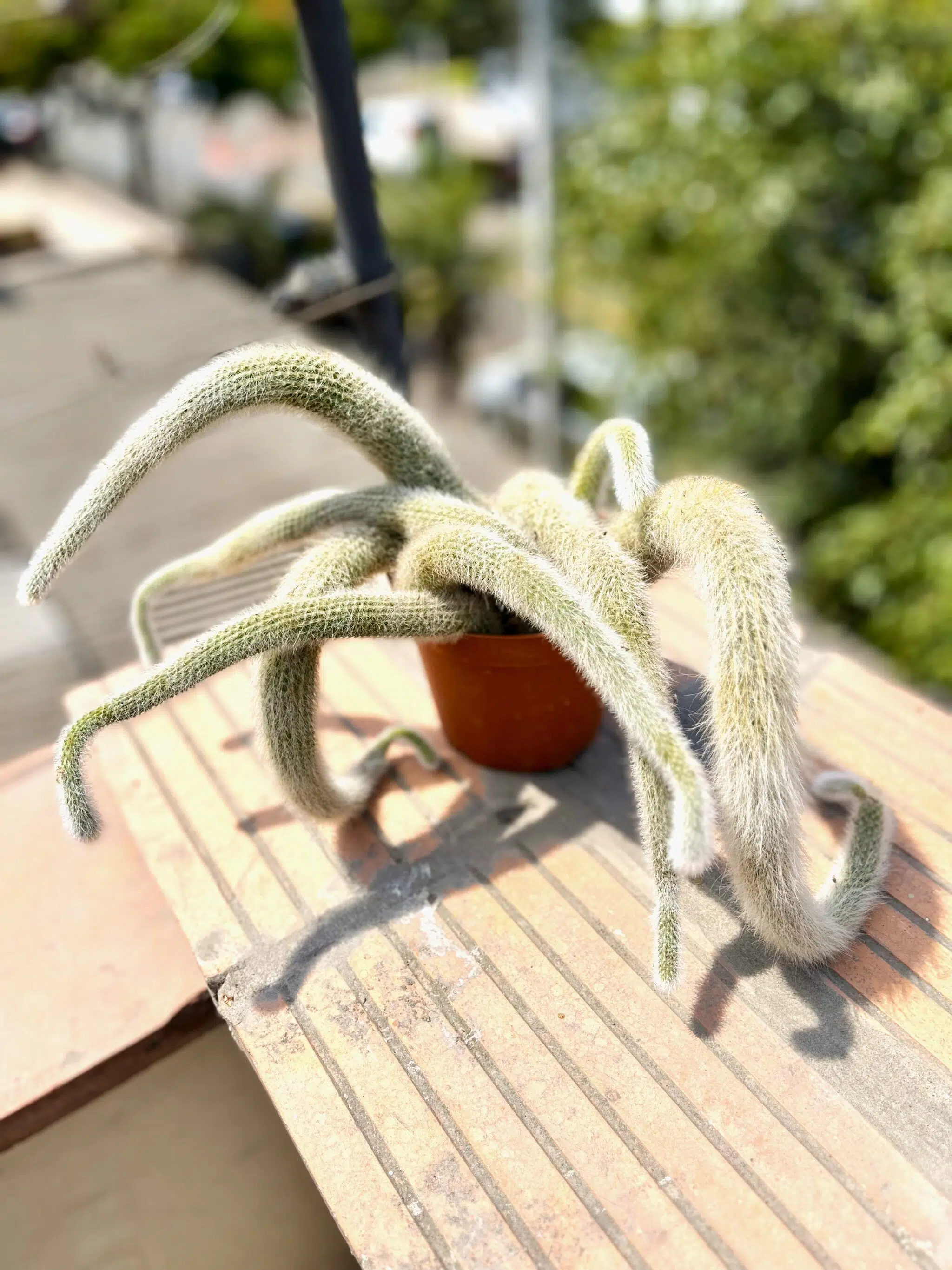 Planta Suculenta Cola de Mono + Maceta de plástico | 25 cm - Imagen 2