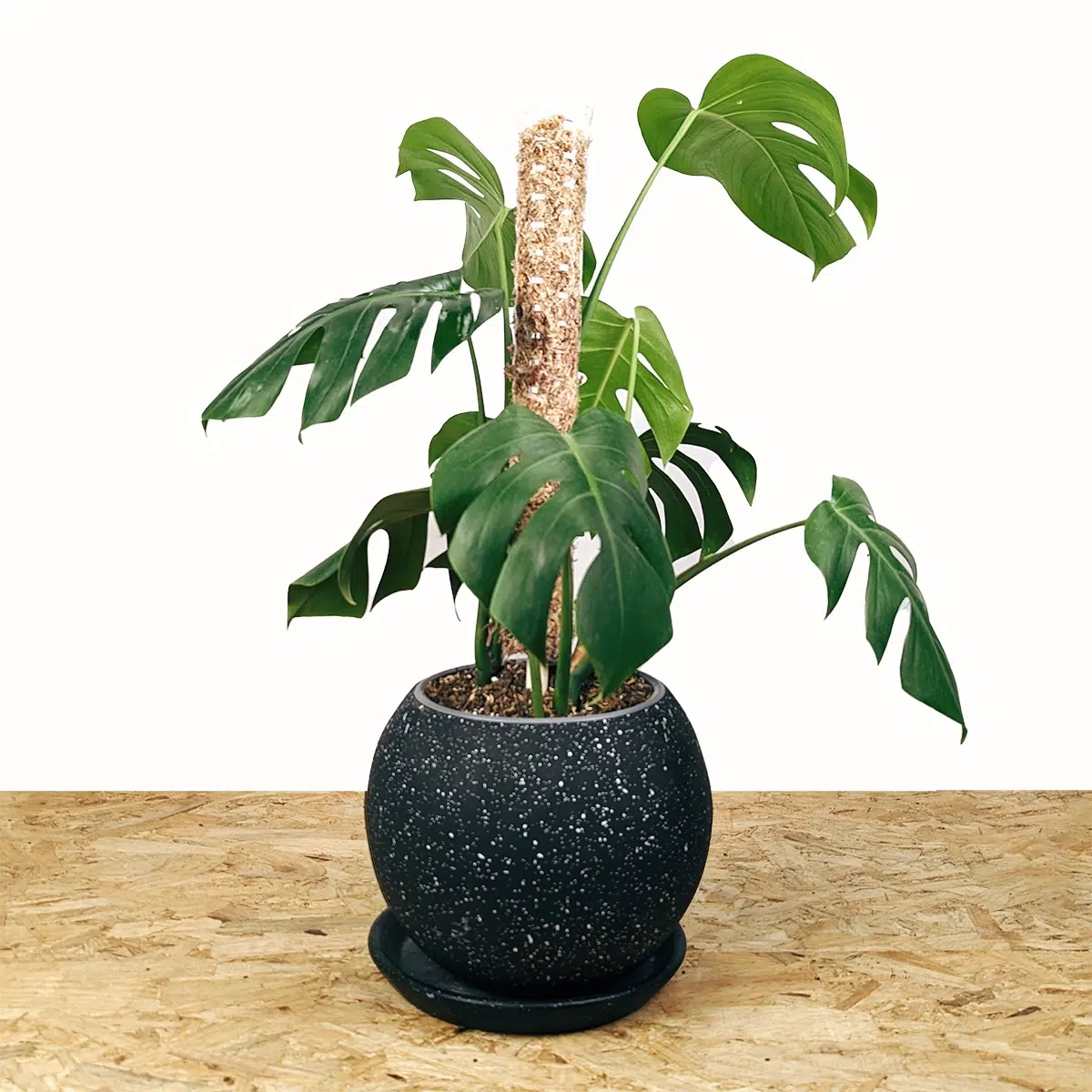 Planta Monstera Deliciosa + Tutor apilable + maceta | 55cm - Imagen 3