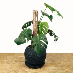 Planta Monstera Deliciosa + Tutor apilable + maceta | 55cm