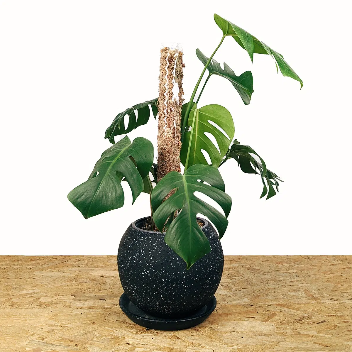 Planta Monstera Deliciosa + Tutor apilable + maceta | 55cm