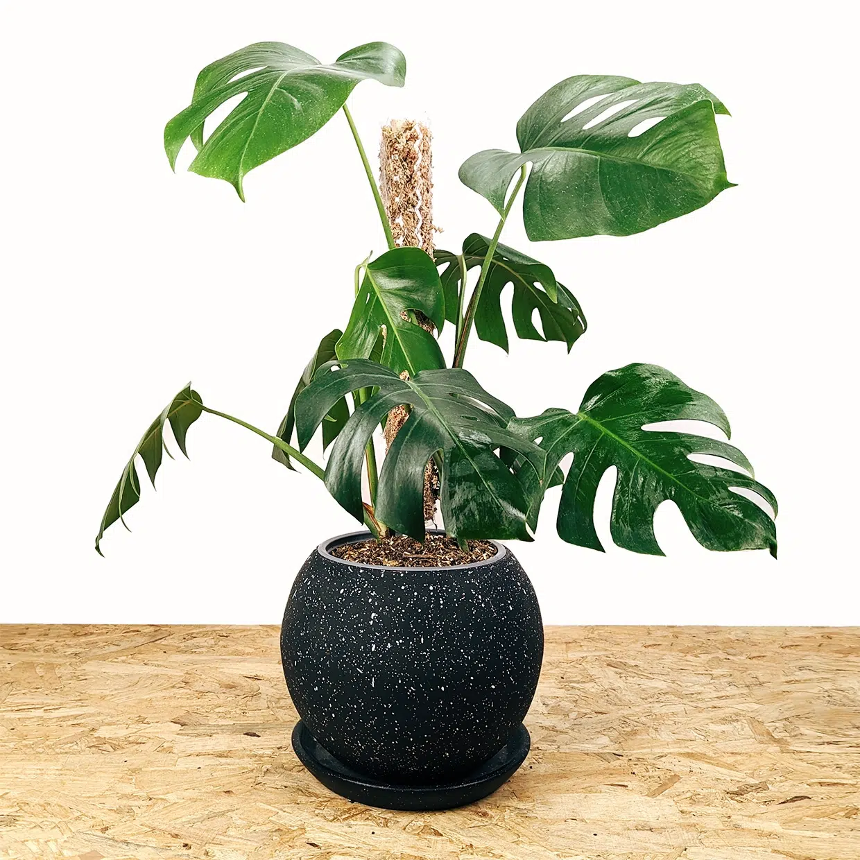 Planta Monstera Deliciosa + Tutor apilable + maceta | 55cm - Imagen 5