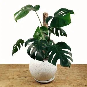 Alternative view of Planta Monstera Deliciosa + Tutor apilable + maceta | 55cm