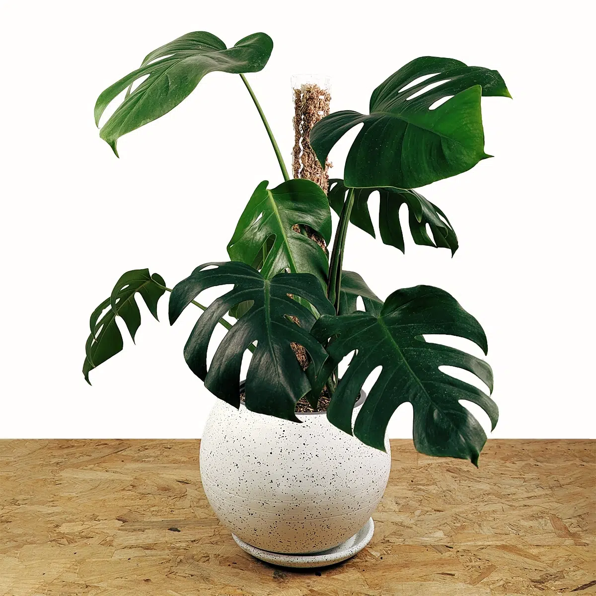 Planta Monstera Deliciosa + Tutor apilable + maceta | 55cm - Imagen 2