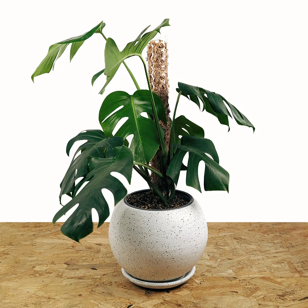 Planta Monstera Deliciosa + Tutor apilable + maceta | 55cm - Imagen 4