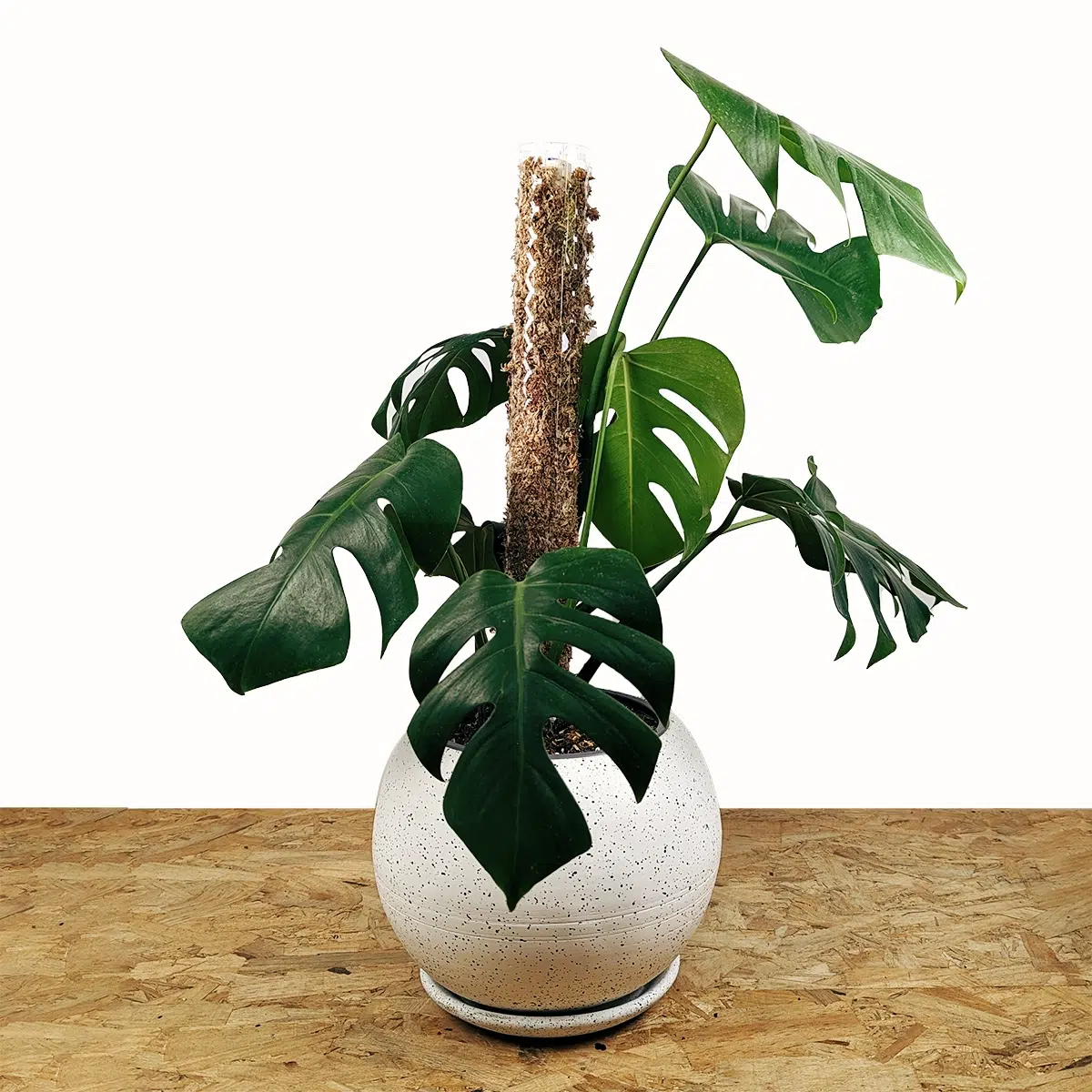 Planta Monstera Deliciosa + Tutor apilable + maceta | 55cm - Imagen 6