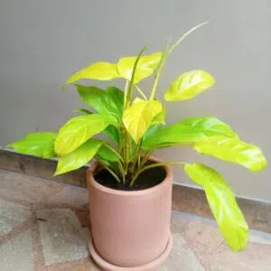Filodendro limón + maceta cilíndrica natural | 55cm