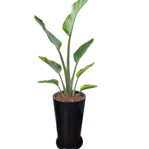 Palmera Sterlizia Gigante con maceta negra | 1.60 mts