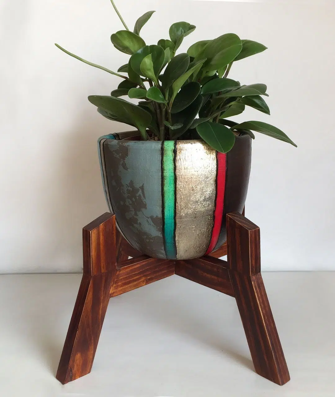 Juego Rose (Planta Peperonia + maceta arcilla + parante) | 40cm - Imagen 2