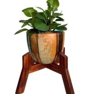 Juego Rose 2 (Planta PEPERONIA + maceta arcilla + parante) | 45cm.