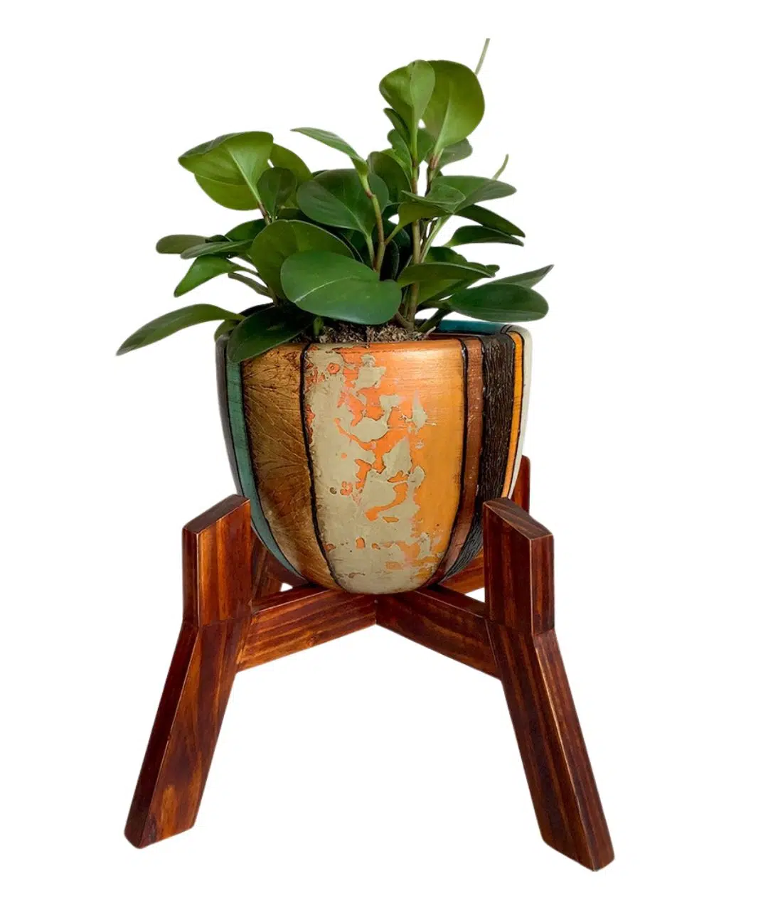 Juego Rose 2 (Planta PEPERONIA + maceta arcilla + parante) | 45cm.