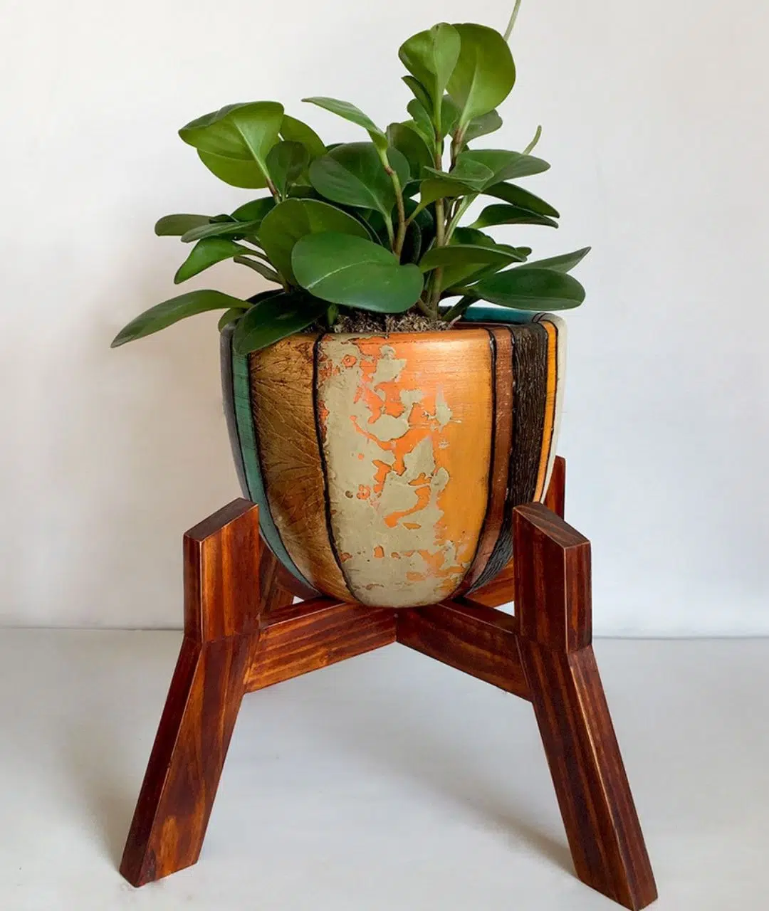 Juego Rose 2 (Planta PEPERONIA + maceta arcilla + parante) | 45cm. - Imagen 2