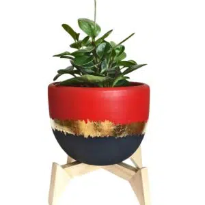 Juego Annecy (Planta Peperonia + maceta arcilla + parante) | 45cms.