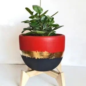 Alternative view of Juego Annecy (Planta Peperonia + maceta arcilla + parante) | 45cms.