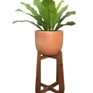 Juego Le Prarion (Planta helecho aleman + maceta arcilla + parante) | 90cms.